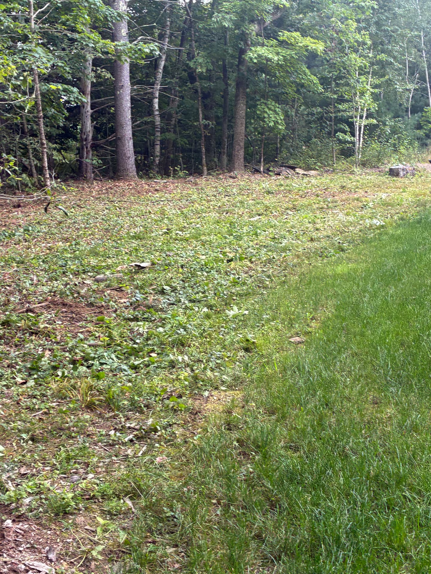 Property line cleaned up where tall brush and weeds were cut back
