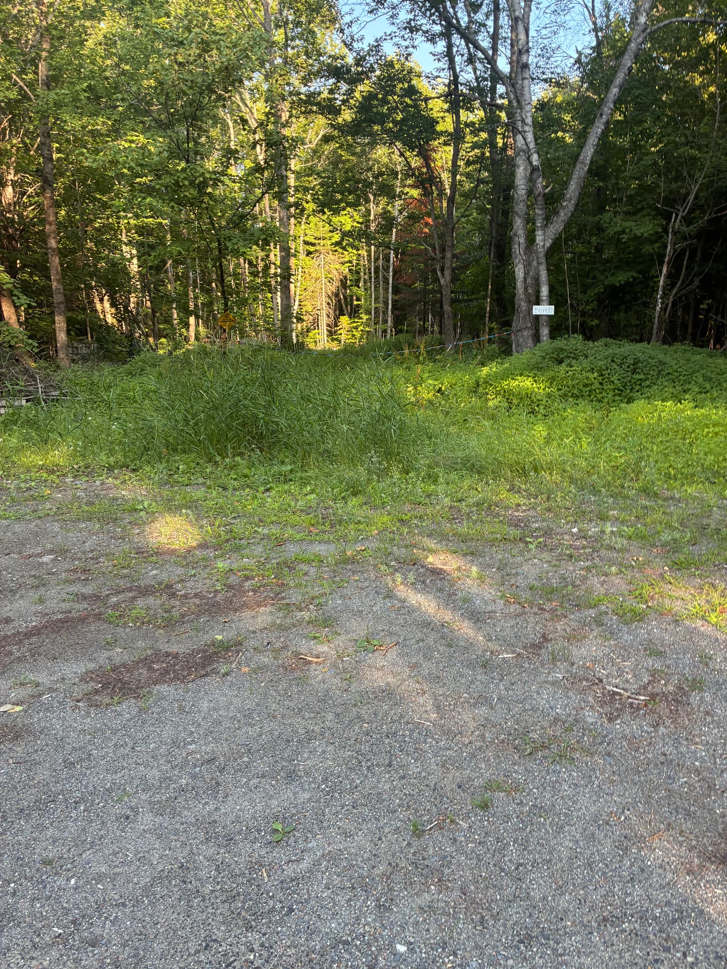Tall grass and brush along the wooded edge of a lot before clearing began