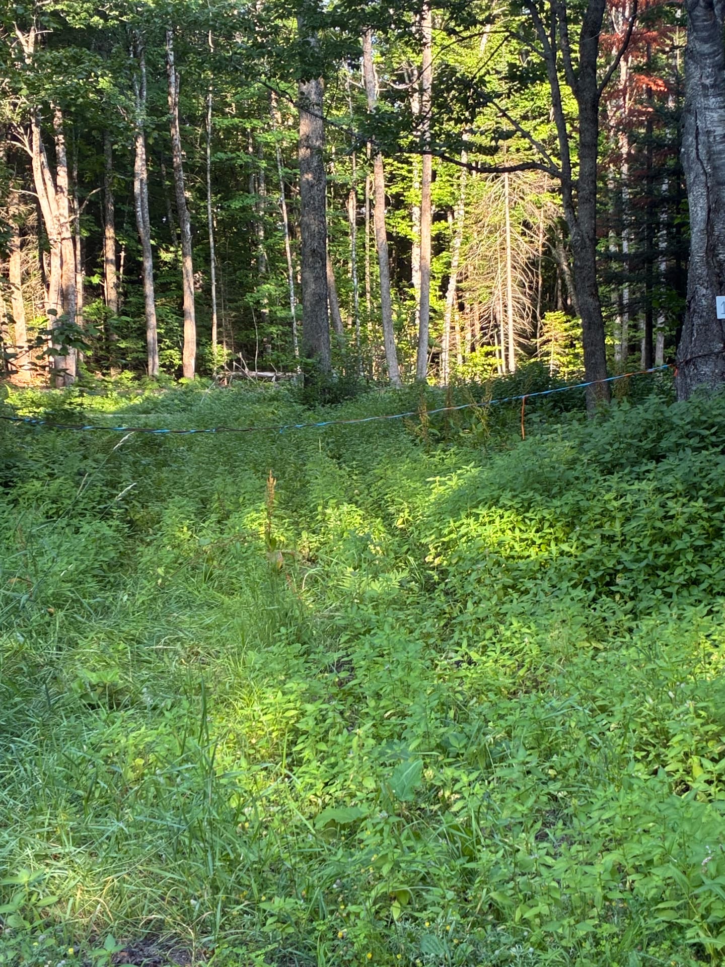 Boundary lines flagged through the trees before clearing a wooded lot
