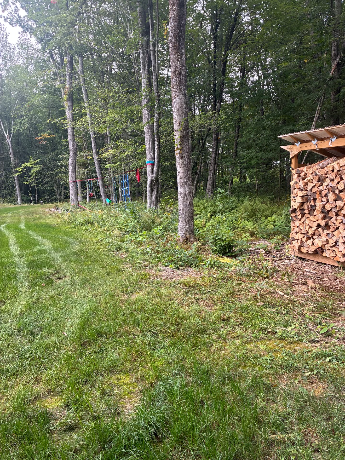 Mowed property edge beside the woods after bush hogging