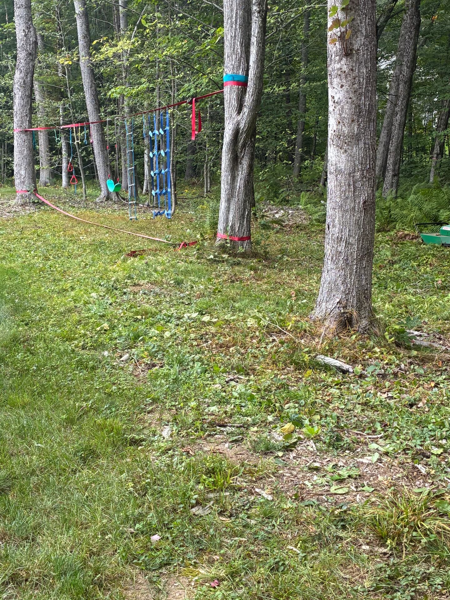 Yard edge mowed clear beside the trees to open up the property